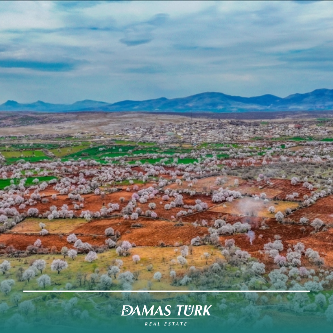 A Stunning Scene: Almond Blossoms Adorn Ağılî in Diyarbakır, Welcoming Spring
